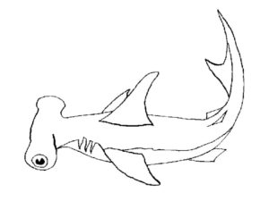 Акула картинки раскраски (34)