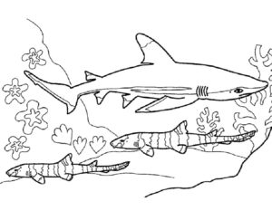 Акула картинки раскраски (35)