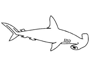 Акула картинки раскраски (36)