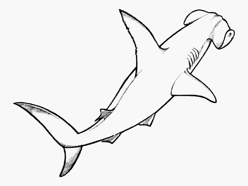 Акула картинки раскраски (37)