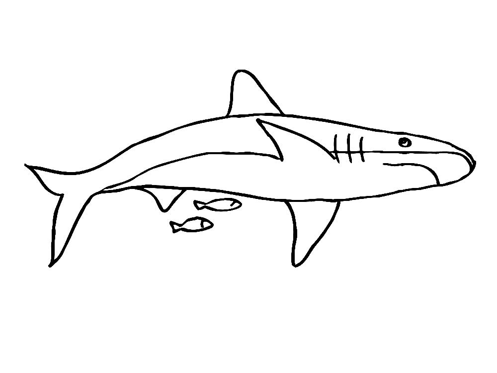 Акула картинки раскраски (45)