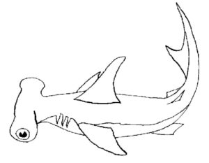 Акула картинки раскраски (46)