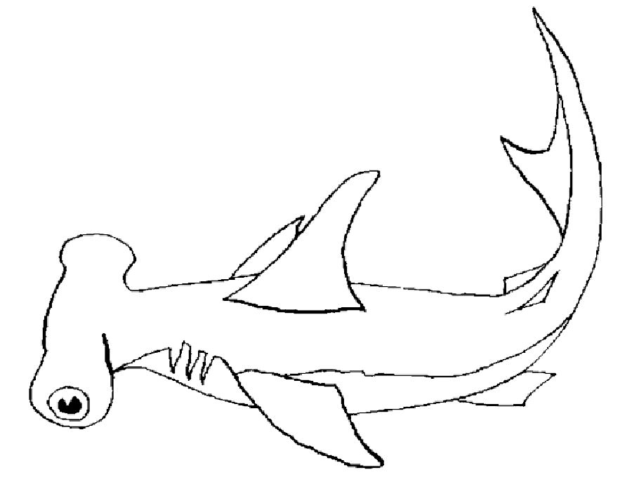 Акула картинки раскраски (46)