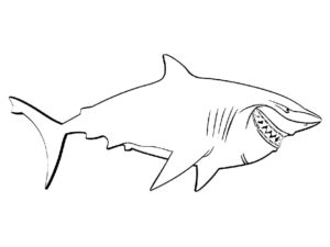 Акула картинки раскраски (49)