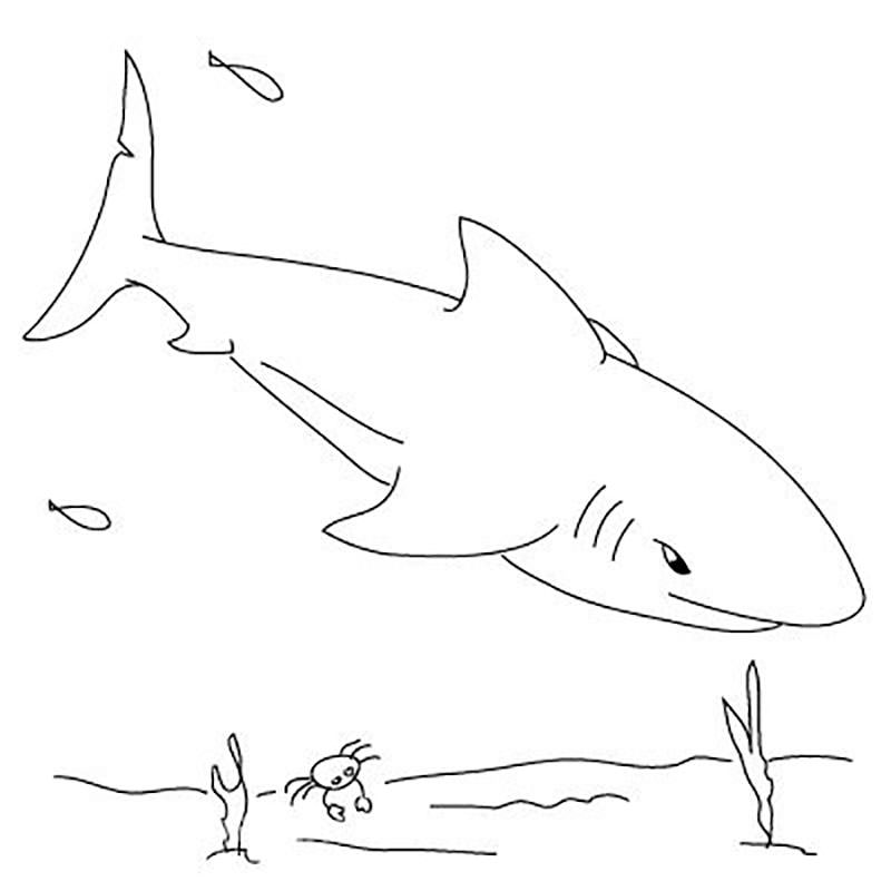 Акула картинки раскраски (9)