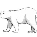 Белый медведь картинки раскраски (1)