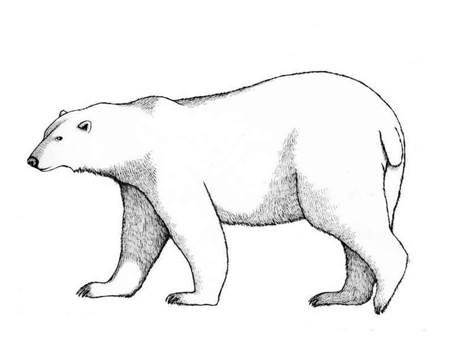 Белый медведь картинки раскраски (1)