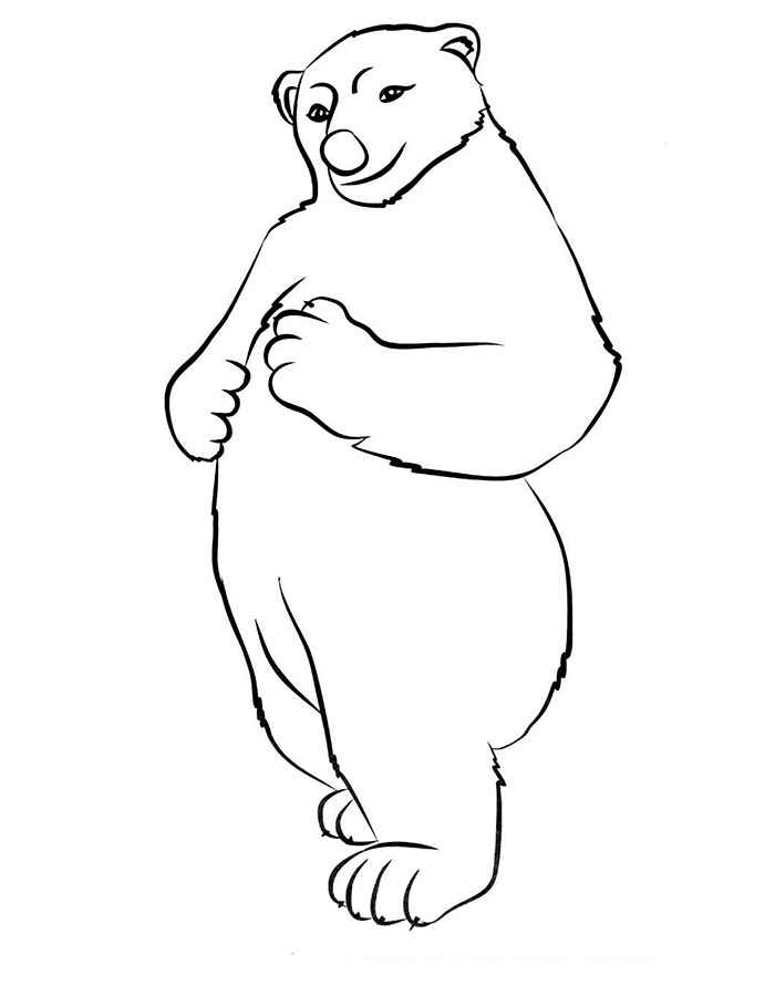 Белый медведь картинки раскраски (2)