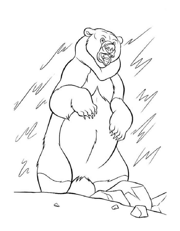 Белый медведь картинки раскраски (7)