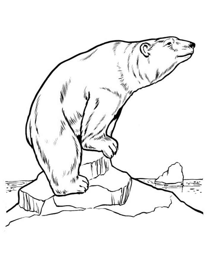 Белый медведь картинки раскраски (8)