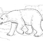 Белый медведь картинки раскраски (9)