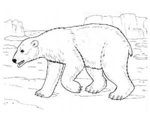 Белый медведь картинки раскраскиБелый медведь картинки раскраски (9)