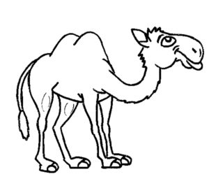Верблюд картинки раскраски (14)