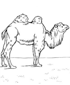 Верблюд картинки раскраски (19)
