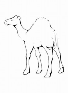 Верблюд картинки раскраски (23)