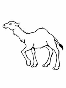 Верблюд картинки раскраски (24)