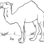 Верблюд картинки раскраски (28)