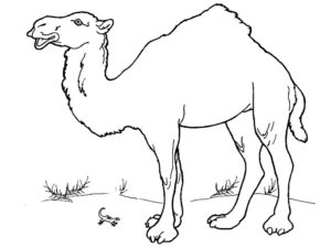 Верблюд картинки раскраски (28)