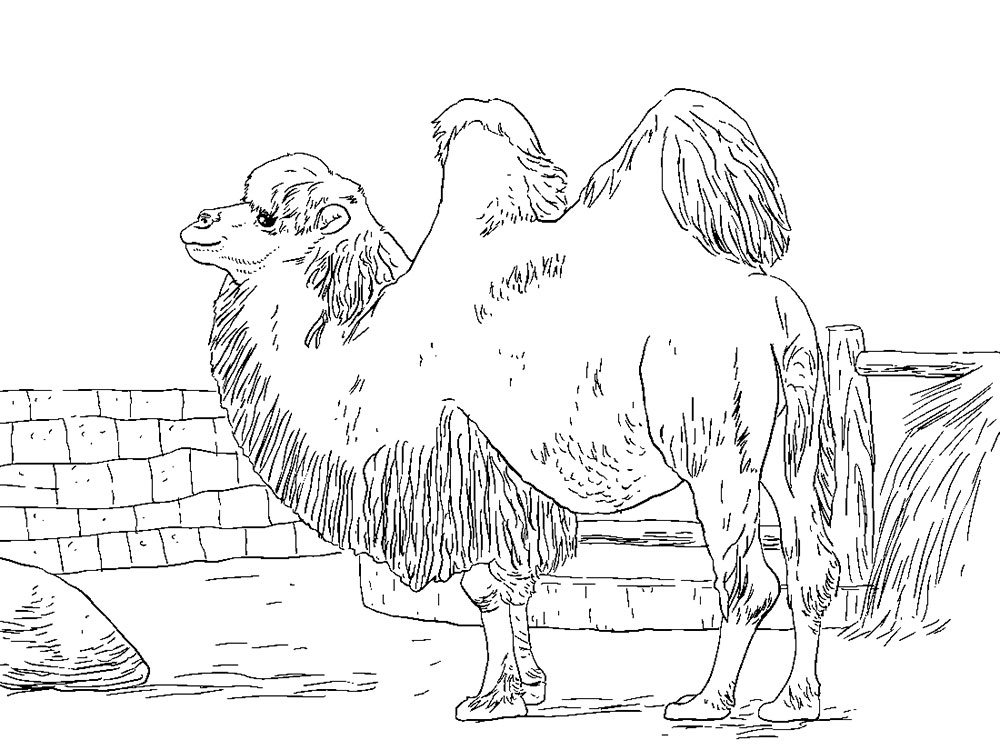 Верблюд картинки раскраски (29)