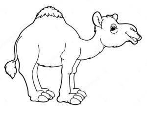 Верблюд картинки раскраски (30)