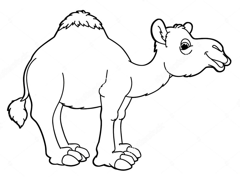 Верблюд картинки раскраски (30)