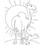 Верблюд картинки раскраски (33)