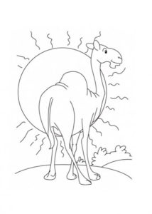 Верблюд картинки раскраски (33)