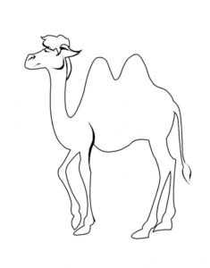 Верблюд картинки раскраски (34)