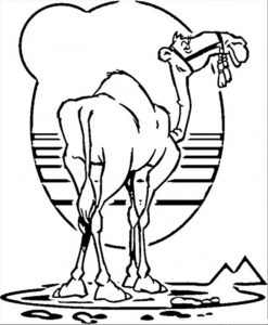 Верблюд картинки раскраски (35)