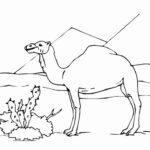 Верблюд картинки раскраски (36)