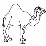 Верблюд картинки раскраски (37)