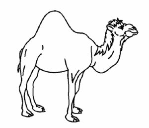 Верблюд картинки раскраски (37)