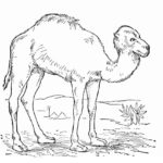 Верблюд картинки раскраски (38)
