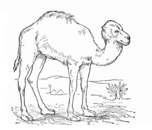 Верблюд картинки раскраски (38)