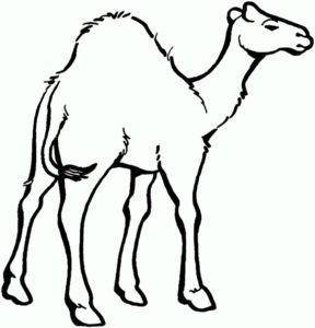 Верблюд картинки раскраски (4)