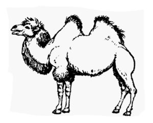 Верблюд картинки раскраски (41)
