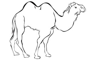 Верблюд картинки раскраски (44)