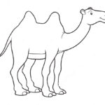 Верблюд картинки раскраски (48)