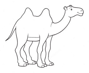 Верблюд картинки раскраски (48)