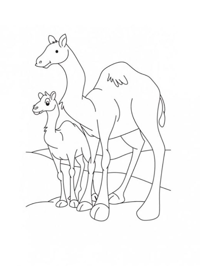 Верблюд картинки раскраски (5)