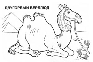 Верблюд картинки раскраски (50)