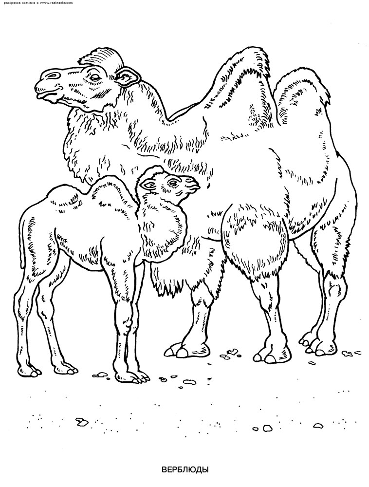 Верблюд картинки раскраски (58)