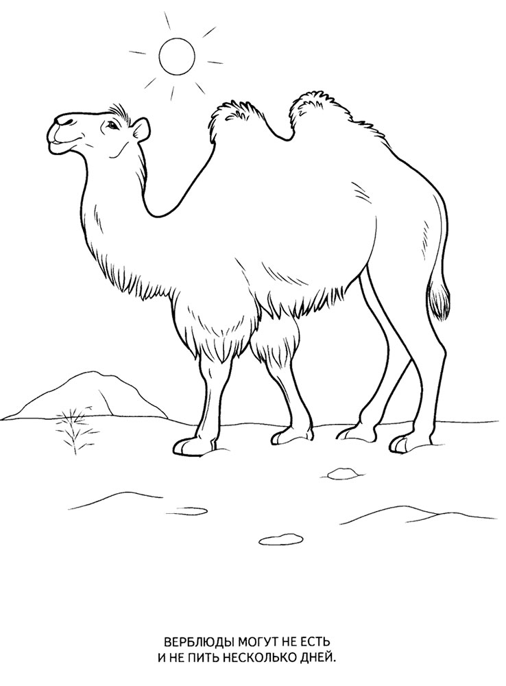 Верблюд картинки раскраски (59)