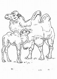 Верблюд картинки раскраски (6)