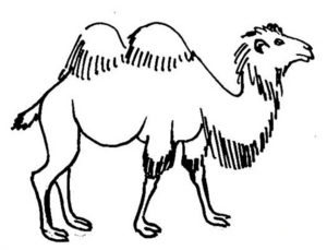 Верблюд картинки раскраски (7)