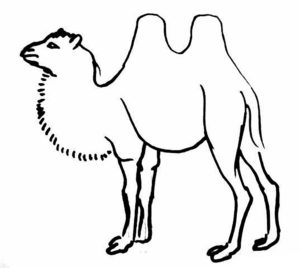 Верблюд картинки раскраски (8)