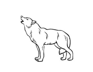 Волк картинки раскраски (7)