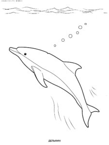 Дельфин картинки раскраски (19)