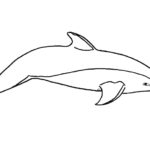 Дельфин картинки раскраски (26)