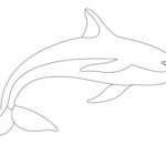 Дельфин картинки раскраски (28)